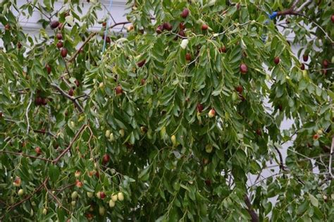 Китайский финик Унаби: посадка и уход