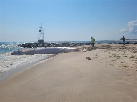 Dead Whale Washes Up At Westhampton Beach Another Dies Off Montauk 27 East