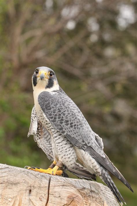 Peregrine Falcon Photos