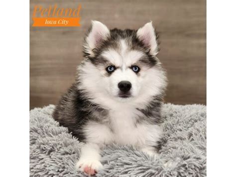 Huskimo Small Animal Black White Id18801 Located At Petland Iowa