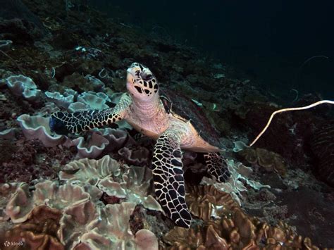 Enjoy Afternoon Diving Around Phi Phi Island With Padi 5 Star Dive