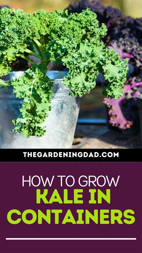 How To Grow Kale From Seed 6 Quick Tips