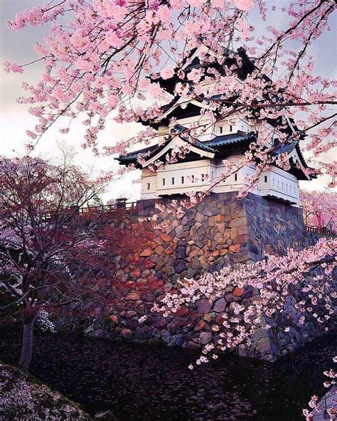 The Magnetic Cherry Blossom And Hirosaki Castle In Aomori 🔻 Sakura Is