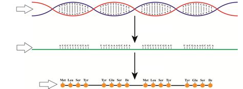 Transcription and Translation: Protein Synthesis Diagram Diagram | Quizlet