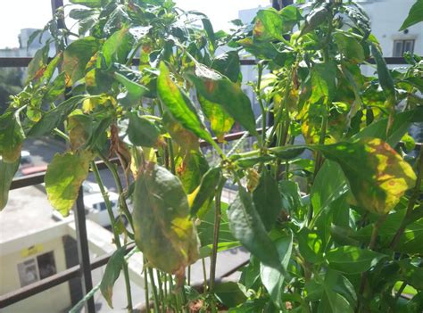 houseplants - Chilli plant leaf curling - Gardening & Landscaping Stack