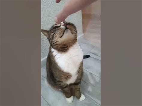 рука охватывает лицо кота - YouTube