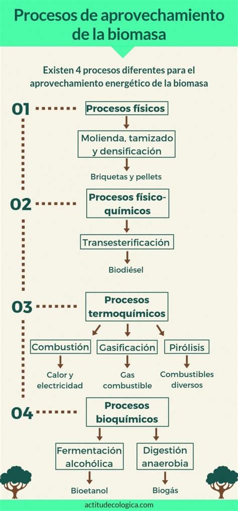 Biomasa información tipos y usos Actitud ecológica