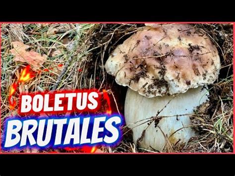 Boletus 14 11 2023 Brotada Enorme De Boletus Edulis 2023 YouTube