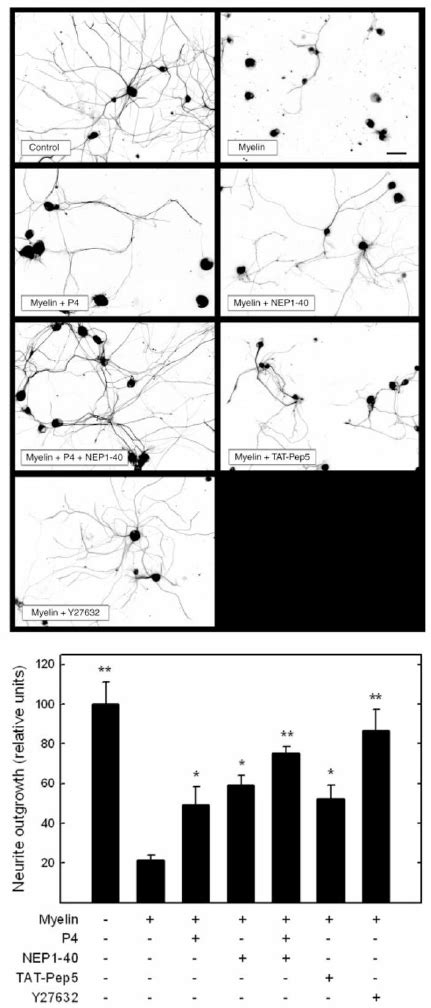 Mag Inhibition Of Neurite Outgrowth From Drgns Is Via Both Ngr And