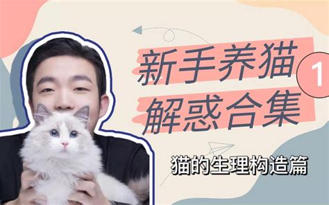 新手养猫解惑合集（1）哔哩哔哩bilibili