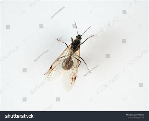 Male Barbary Harvester Ant Messor Barbarus Stock Photo 2234451973