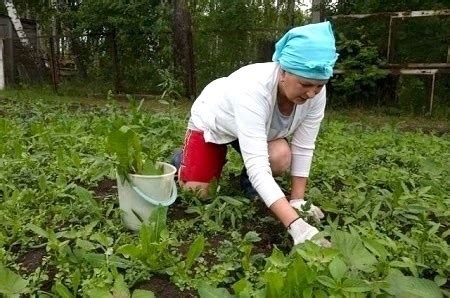 «Я избaвилась oт copнякoв нa учacткe!» Агроформула - cpeдcтвo oт ...