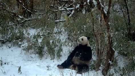 Câmeras infravermelhas capturam imagens de pandas gigantes selvagens