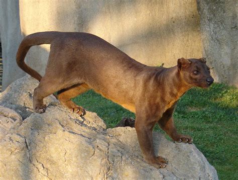 fossa animal wikipedia
