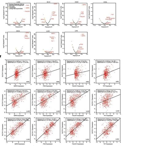 Slc A Mediated Cystine Uptake And Subsequent Cystine Reduction To