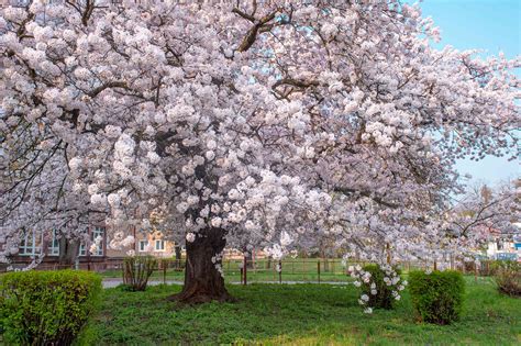 Flowering Cherry Tree Varieties
