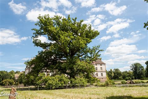 Ch Ne Tricentenaire Le Plus Vieil Arbre Du Parc Michel Cirodde Ex