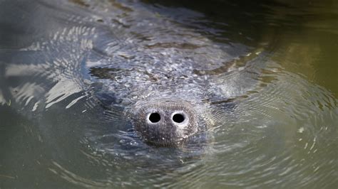 61 manatees died in Florida in January, FWC says