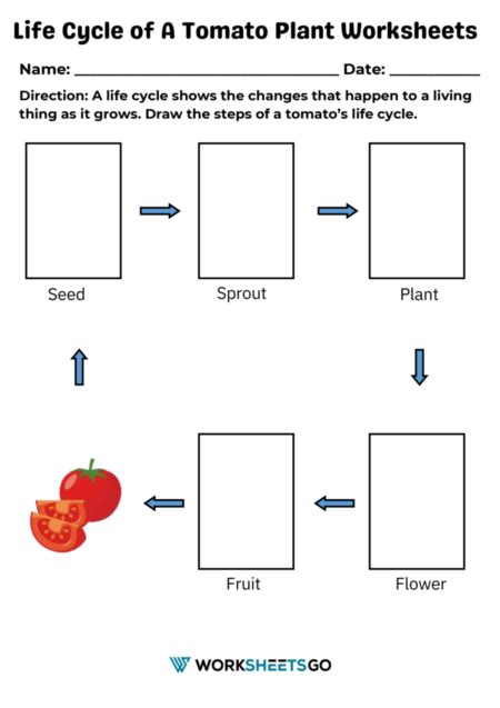 Life Cycle Of A Tomato Plant Worksheets Worksheetsgo