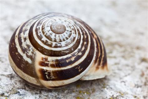 snail shell stock photo image  snail nature beauty