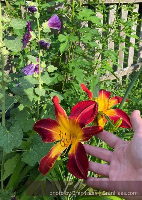 Double Orange Daylily In My Home Garden Bren Haas
