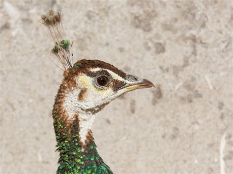 Female peacock stock image. Image of colorful, green - 27340807