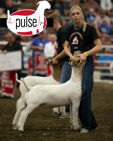 AKSARBEN Top 5 Market Goats The Pulse