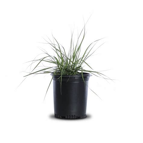 Deer Grass Landscape Plant Source Landscape Plant Source