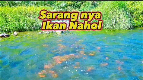 Tak Terduga Nyeser Ikan Di Sungai Jernih Sarang Ikan Redevil Youtube