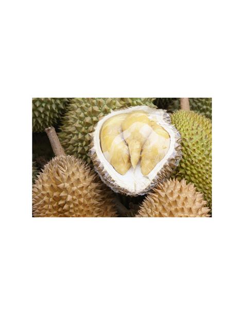 Durian Monthong Durio Zibethinus Injerto Venta De Arbol De