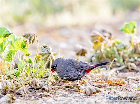 beautiful firetail peter rowland photographer writer