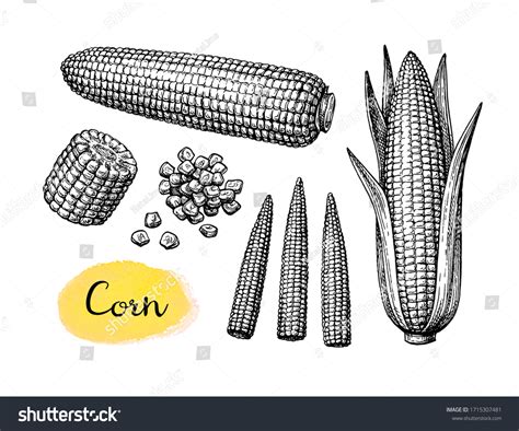 Corn Kernel Illustration