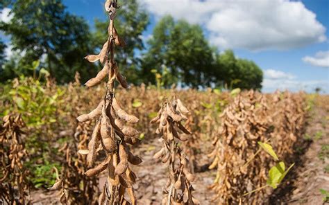 Mercado De Soja Deve Seguir Lento No Brasil Agron Agronégocios Online