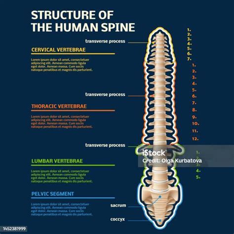 spine structure infographic human vertebral   divisions