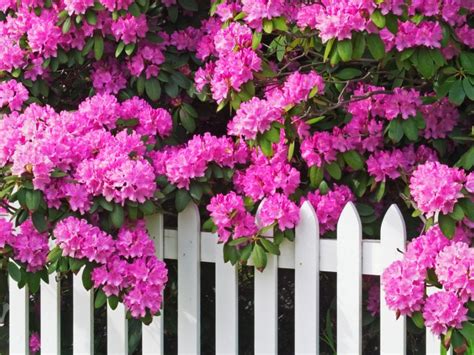 A Pruning Rhododendron Guide How To Trim A Rhododendron Bush