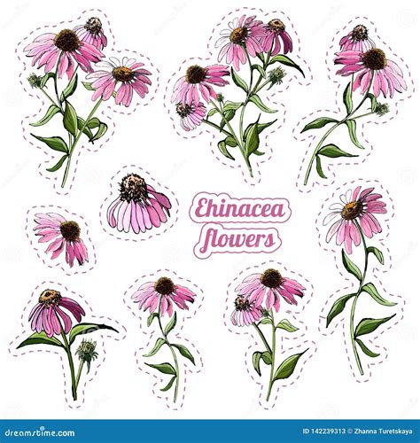 Echinacea Flower Sketch Hand Drawing. Medicinal Plant Echinacea. Vector ...