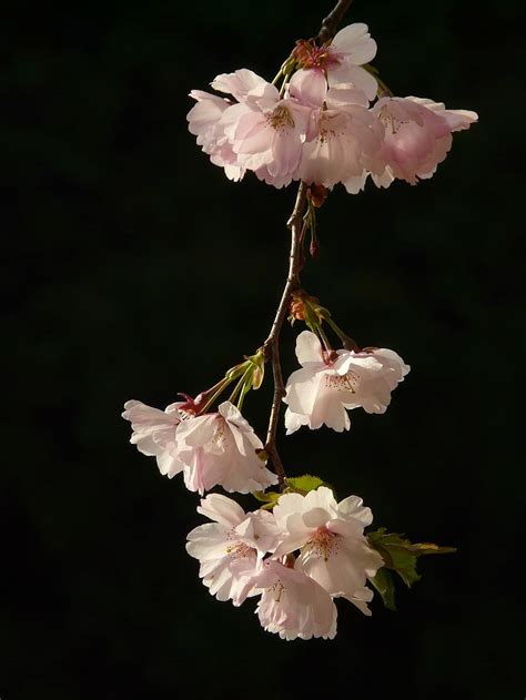 Cherry Blossom Blossom Bloom Tree Japanese Cherry Japanese