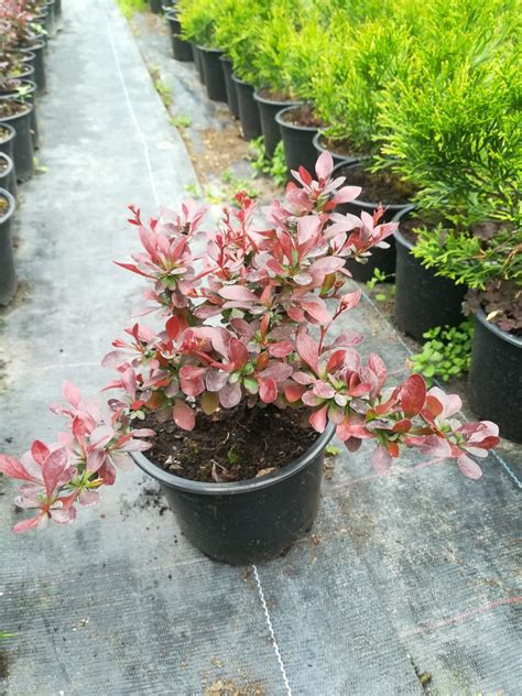 Берберис, кисел трън Berberis - Разсадник декоративни иглолистни ...
