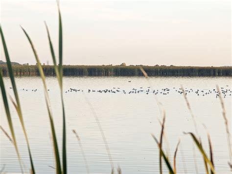 MIGRATION, OH MY! - Friends of Horicon Marsh