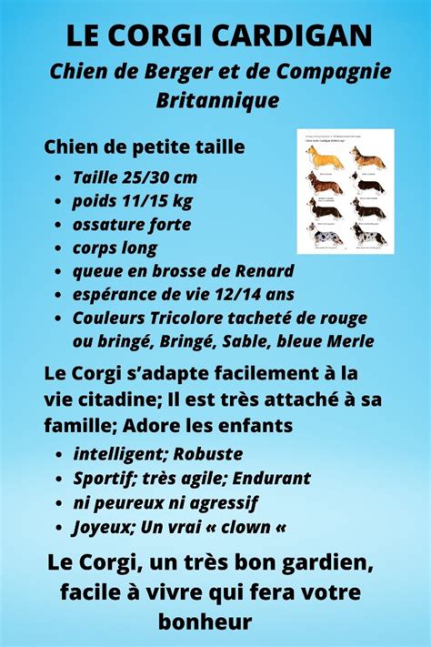 Elevage Des Fideles De La Chataigneraie Eleveur De Chiens Welsh Corgi