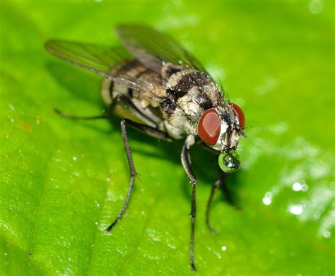 Fly Insects Diptera Free Photo On Pixabay Pixabay