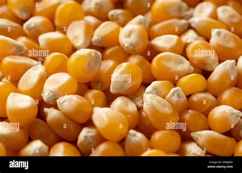 Dried Corn Kernels Throughout The Screen Stock Photo Alamy