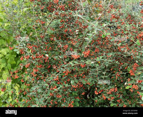 The Bright Red Berries And The Silvery Green Evergreen Foliage Of