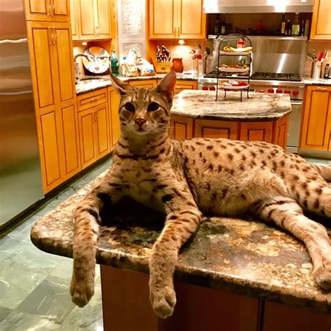 15+ Pics That Are More Fascinating Than They Seem | Domestic cat breeds ...