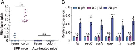 Escherichia Coli O H Senses Microbiota Produced Riboflavin To