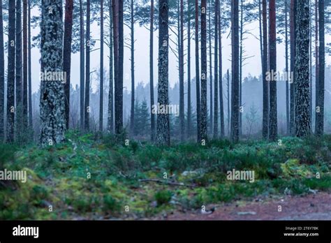 Pine Tree Forest Stock Photo Alamy
