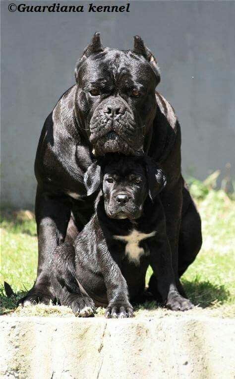 78 Best Cane Corso Ideas Cane Corso Cane Corso Dog Corso Dog