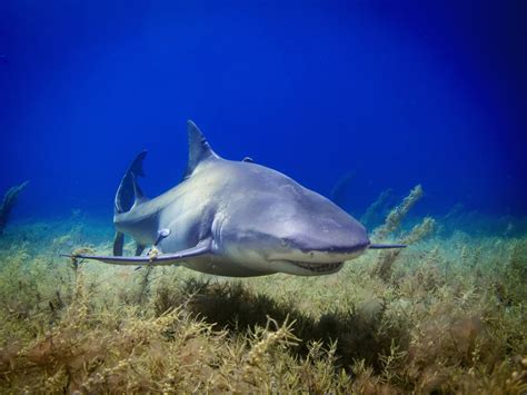 Study: Sharks 'Functionally Extinct' On Nearly 20% Of Earth's Reefs