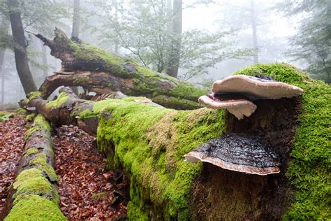 Baumschwamm - Waldfotografien aus Deutschland