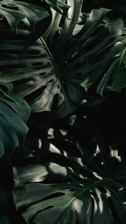 Close-up of Dark Green Monstera Leaves · Free Stock Photo
